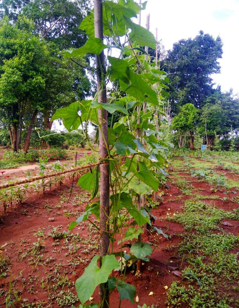 Moni Farm House Wilpattu Nochchiyagama Bagian luar foto