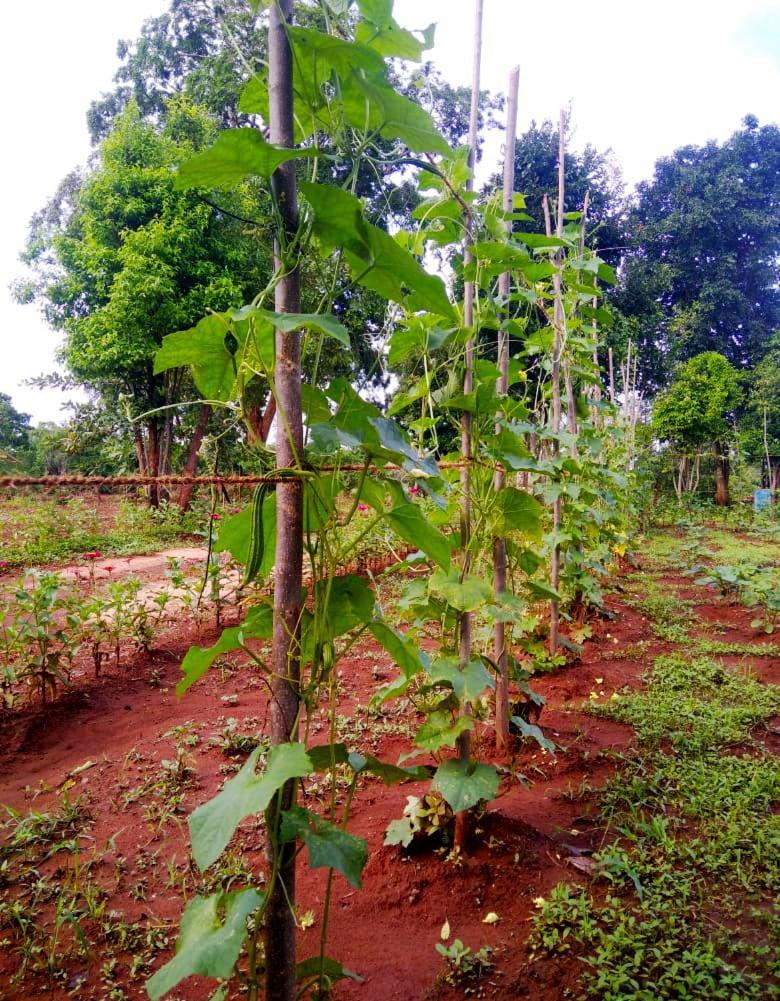 Moni Farm House Wilpattu Nochchiyagama Bagian luar foto