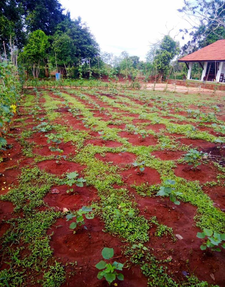 Moni Farm House Wilpattu Nochchiyagama Bagian luar foto