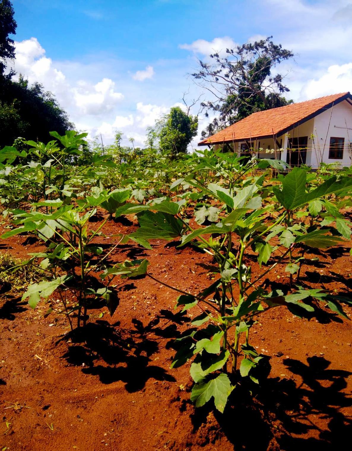 Moni Farm House Wilpattu Nochchiyagama Bagian luar foto