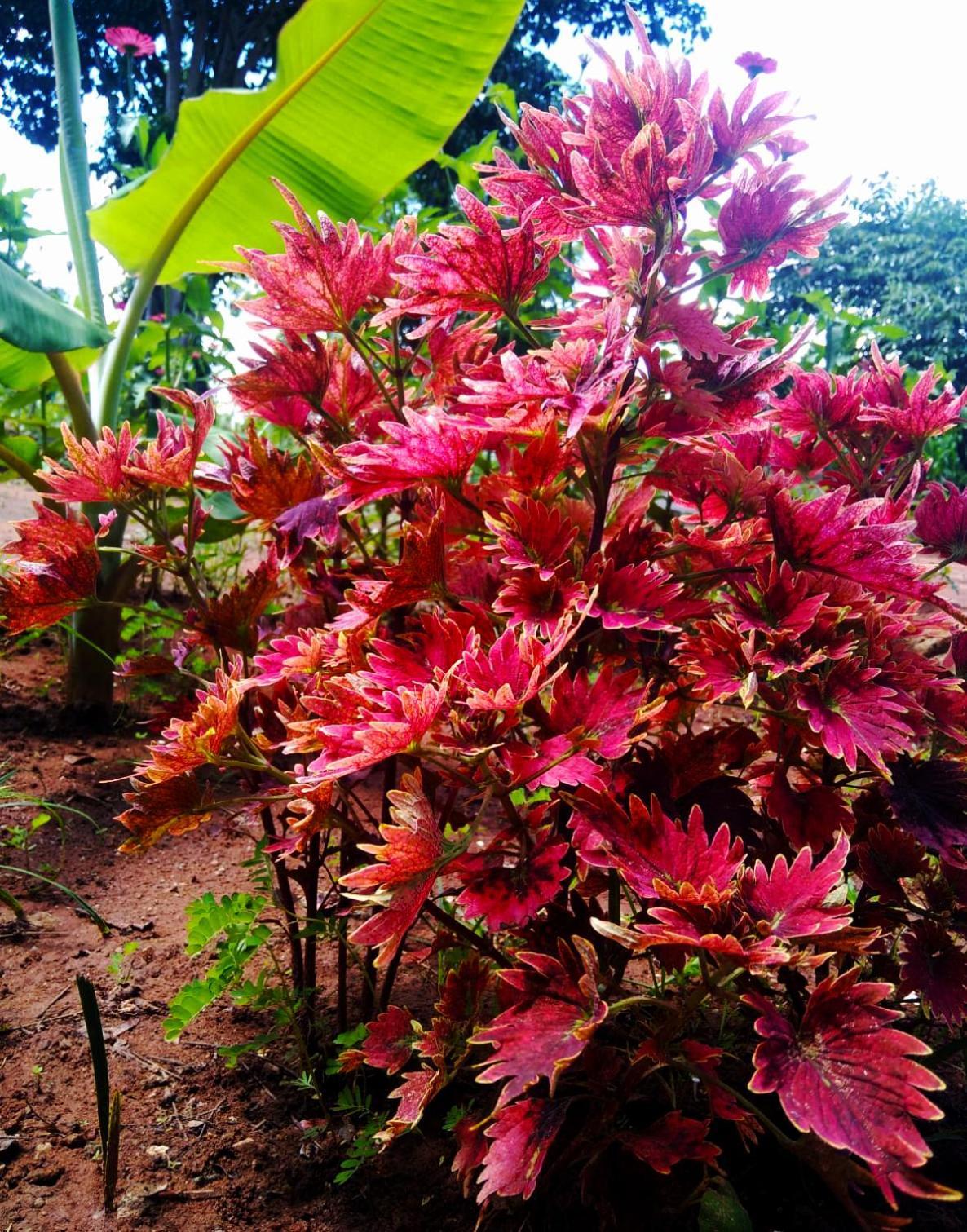 Moni Farm House Wilpattu Nochchiyagama Bagian luar foto