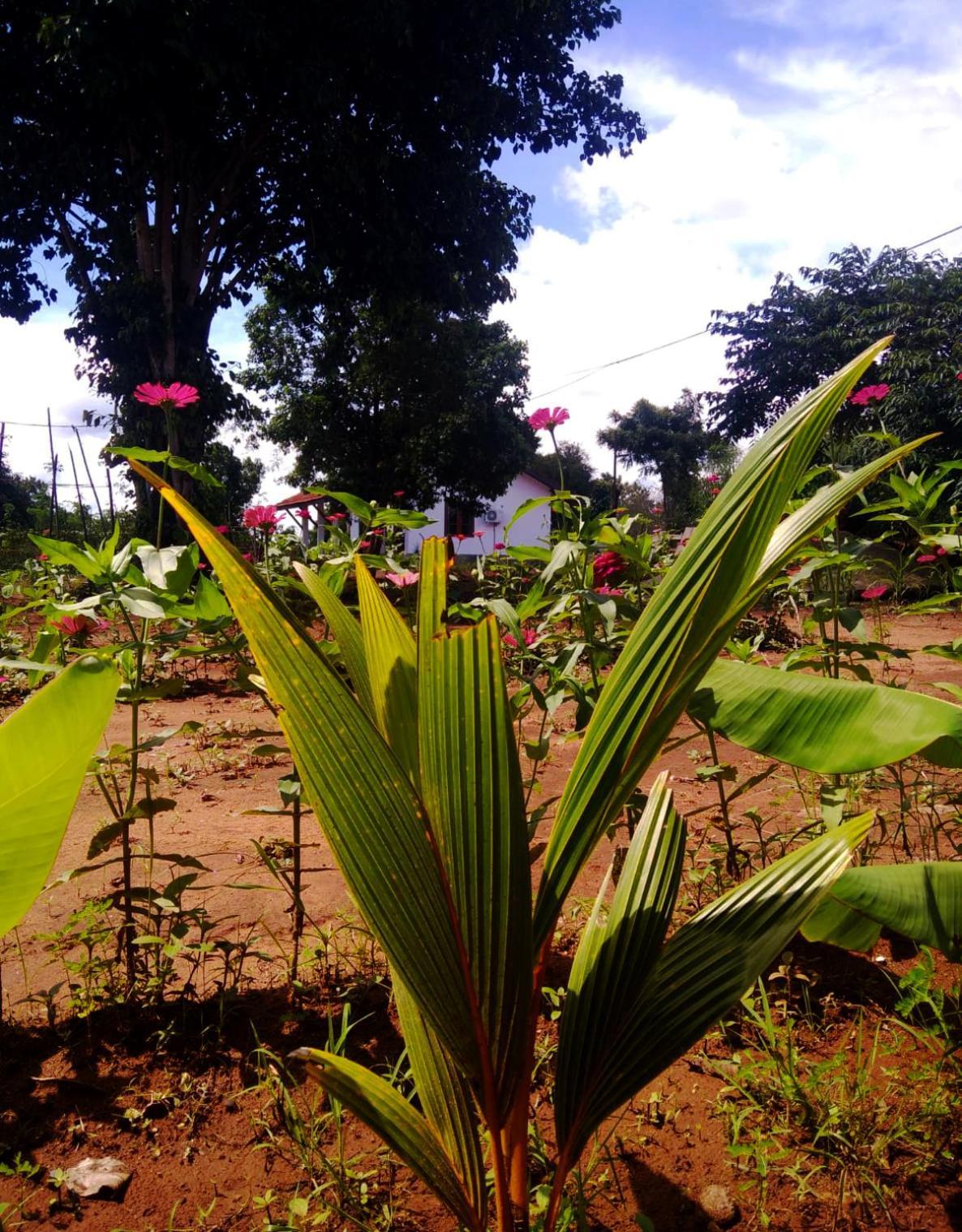 Moni Farm House Wilpattu Nochchiyagama Bagian luar foto